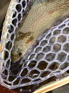 Wading Brown Trout in Susquehanna River 